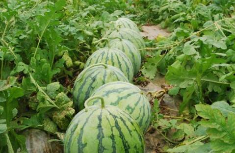 热门大瓜有哪些,揭秘明星幕后故事